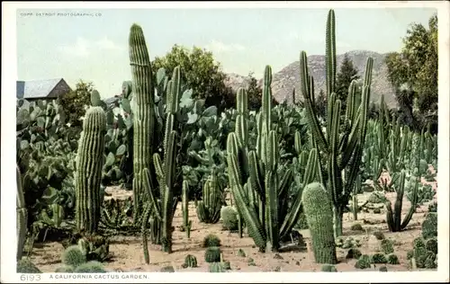 Ak Kalifornien USA, ein Kaktusgarten