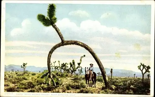 Ak Barstow Kalifornien USA, ein Yucca Baum in der Mojawe Wüste
