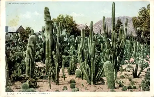 Ak California USA, California Cactus Garden