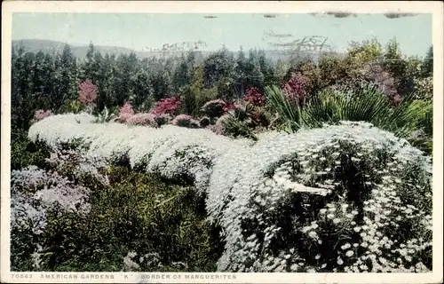 Ak California USA, American Gardens, Marguerites
