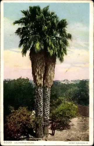 Ak Santa Barbara Kalifornien USA, California Palms