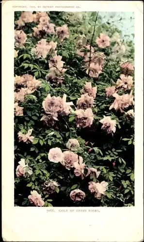 Ak Kalifornien USA, Gold Ophie Roses
