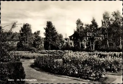 Ak Gera in Thüringen, im Dahliengarten