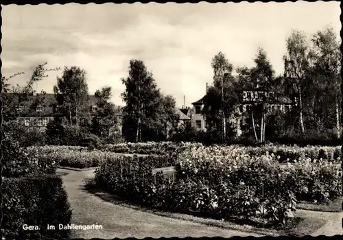 Ak Gera in Thüringen, im Dahliengarten