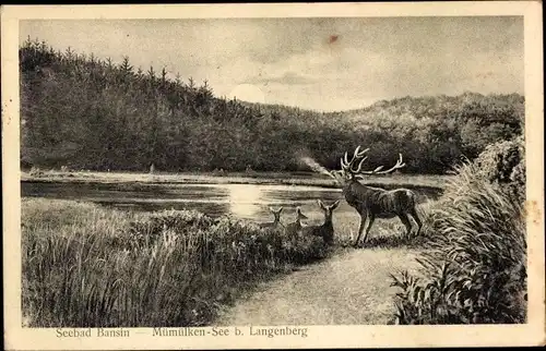 Ak Ostseebad Bansin Heringsdorf auf Usedom, Mümülken-See b. Langenberg, Hirsch