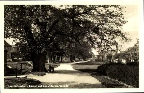 Ak Laucha an der Unstrut, Linden auf der Unterpromenade