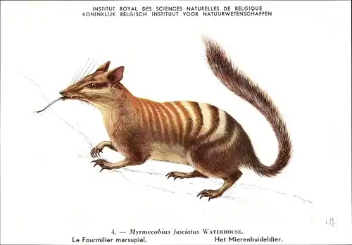 Ak Myrmecobius fasciatus, Numbat, Ameisenbeutler, Institut Royal des Sciences Naturelles de Belgique