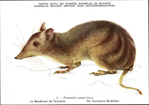 Ak Perameles gunnii, Tasmanischer Langnasenbeutler, Institut Royal des Sciences Naturelles Belgique
