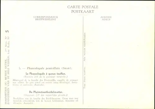 Ak Phascologale penicillata, Pinselschwanzbeutler, Institut Royal des Sciences Naturelles Belgique
