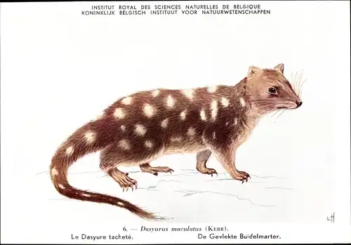 Ak Dasyurus maculatus, Tüpfelbeutelmarder, Institut Royal des Sciences Naturelles de Belgique