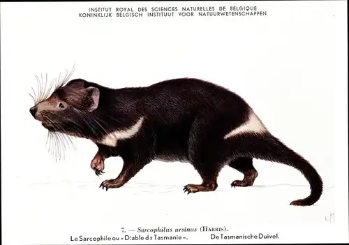 Ak Sarcophilus ursinus, Tasmanischer Teufel, Institut Royal des Sciences Naturelles de Belgique