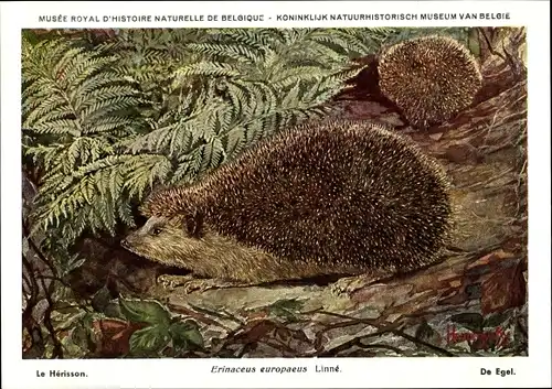 Künstler Ak Erinaceus europaeus, Igel, Musee Royal d'Histoire Naturelle de Belgique