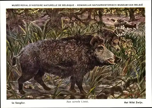 Künstler Ak Sus scrofa, Wildschwein, Musee Royal d'Histoire Naturelle de Belgique
