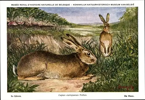 Künstler Ak Lepus europaeus, Feldhase, Musee Royal d'Histoire Naturelle de Belgique