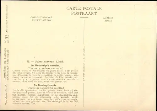 Künstler Ak Sorex araneus, Waldspitzmaus, Musee Royal d'Histoire Naturelle de Belgique