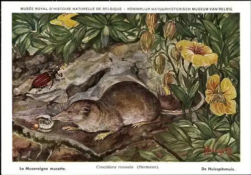 Künstler Ak Crocidura russula, Hausspitzmaus, Musee Royal d'Histoire Naturelle de Belgique