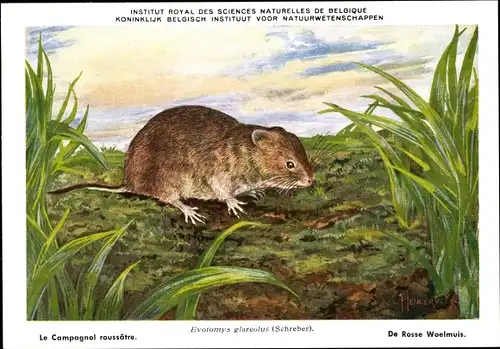 Künstler Ak Evotomys glareolus, Rötelmaus, Wühlmaus, Institut Royal des Sciences Naturelles Belgique