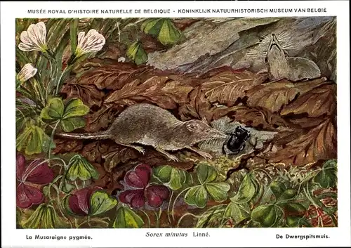 Künstler Ak Sorex minutus, Zwergspitzmaus, Musee Royal d'Histoire Naturelle de Belgique