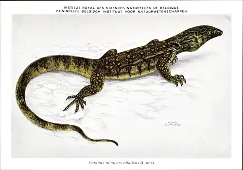 Künstler Ak Dupond, Henri, Varanus niloticus niloticus, Nilwaran