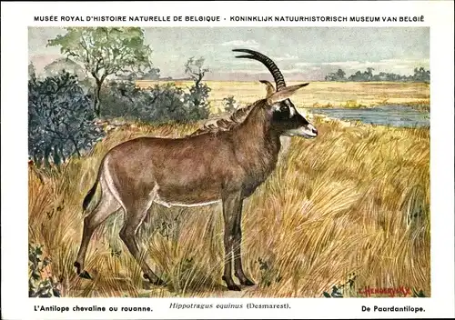 Künstler Ak Hippotragus equinus, Pferdeantilope, Musée Royal d'Histoire Naturelle de Belgique