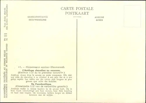 Künstler Ak Hippotragus equinus, Pferdeantilope, Musée Royal d'Histoire Naturelle de Belgique