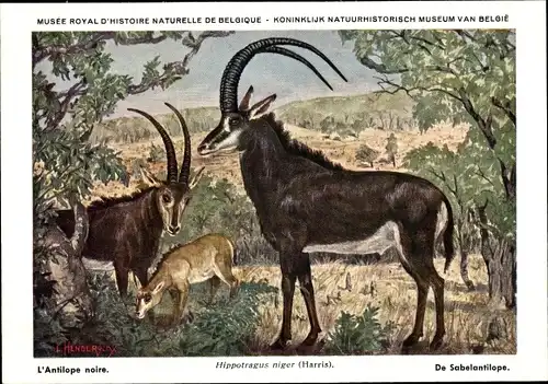 Künstler Ak Hippotragus niger, Rappenantilope, Musée Royal d'Histoire Naturelle de Belgique