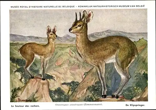 Künstler Ak Oreotragus oreotragus, Klippspringer, Musée Royal d'Histoire Naturelle de Belgique