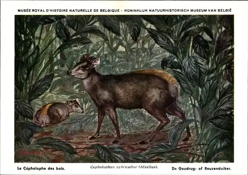 Künstler Ak Cephalophus sylvicultor, Gelbrückenducker, Musée Royal d'Histoire Naturelle de Belgique