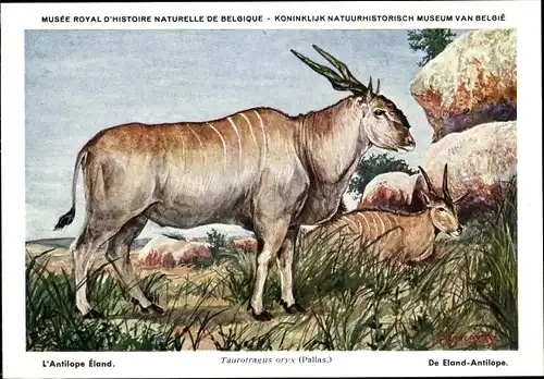 Künstler Ak Taurotragus oryx, Eland, Elen-Antilope, Musée Royal d'Histoire Naturelle de Belgique