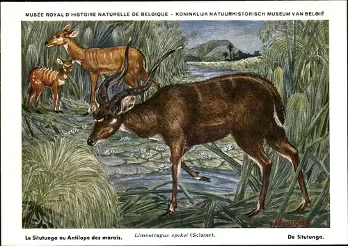 Künstler Ak Limnotragus spekei, Sitatunga, Musée Royal d'Histoire Naturelle de Belgique