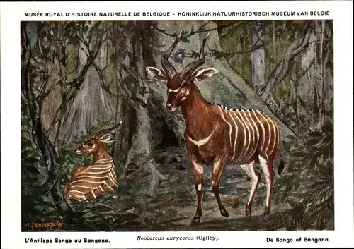 Künstler Ak Boocercus euryceros, Bongo Antilope, Musée Royal d'Histoire Naturelle de Belgique