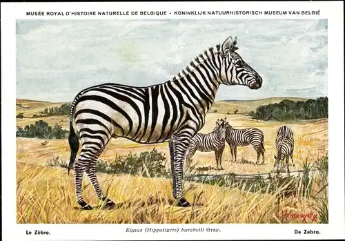 Künstler Ak Equus Hippotigris burchelli, Zebra, Musée Royal d'Histoire Naturelle de Belgique