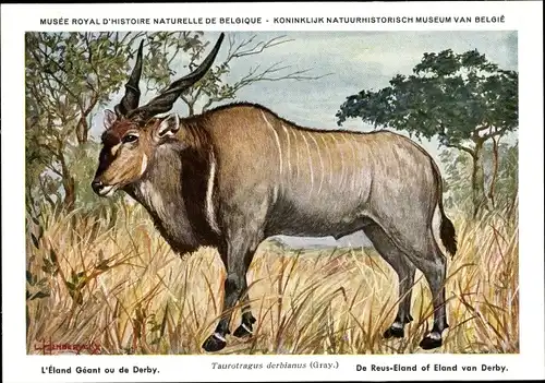Künstler Ak Taurotragus derbianus, Riesen-Elenantilope, Musée Royal d'Histoire Naturelle de Belgique