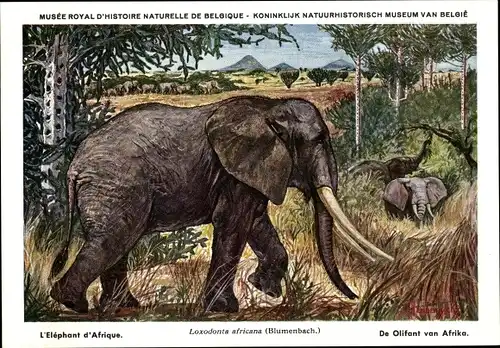 Künstler Ak Loxodonta africana, Afrikanischer Elefant, Musée Royal d'Histoire Naturelle de Belgique