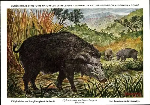 Künstler Ak Hylochoerus meinertzhageni, Riesenwaldschwein