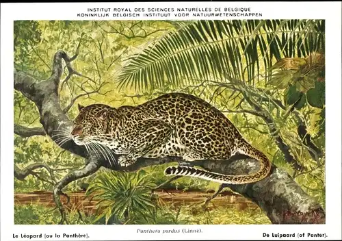 Künstler Ak Panthera pardus, Leopard, Institut Royal des Sciences Naturelles de Belgique