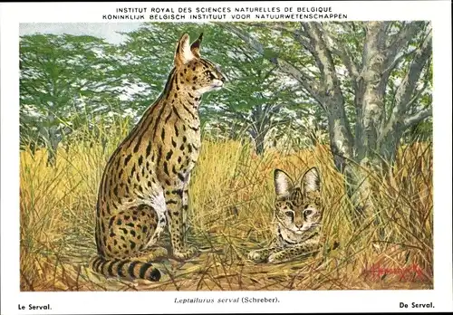 Künstler Ak Leptailurus serval, Serval, Institut Royal des Sciences Naturelles de Belgique
