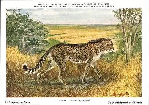 Künstler Ak Acinonyx jubatus, Gepard, Institut Royal des Sciences Naturelles de Belgique