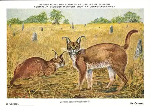 Künstler Ak Caracal caracal, Karakal, Institut Royal des Sciences Naturelles de Belgique