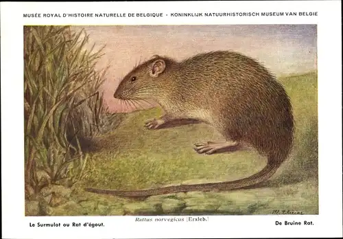 Künstler Ak Rattus norvegicus, Wanderratte, Musée Royal D'Histoire Naturelle de Belgique