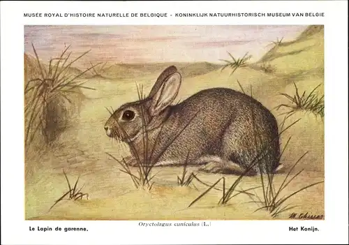 Künstler Ak Oryctolagus cuniculus, Wildkaninchen, Musée Royal D'Histoire Naturelle de Belgique