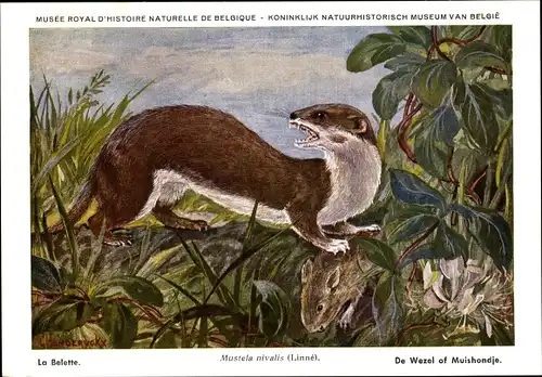 Künstler Ak Mustela nivalis, Mauswiesel, Musée Royal D'Histoire Naturelle de Belgique