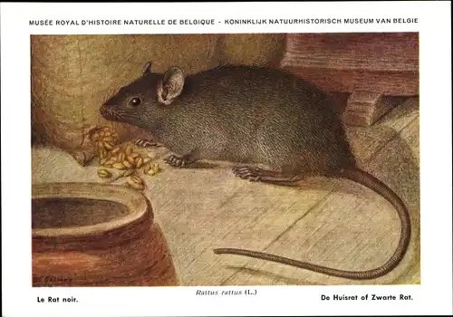 Künstler Ak Rattus rattus, Hausratte, Musée Royal D'Histoire Naturelle de Belgique