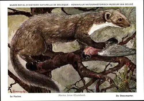 Künstler Ak Martes foina, Steinmarder, Musée Royal D'Histoire Naturelle de Belgique