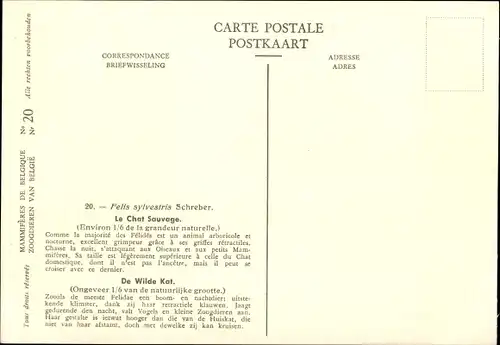 Künstler Ak Felis sylvestris, Europäische Wildkatze, Musée Royal D'Histoire Naturelle de Belgique
