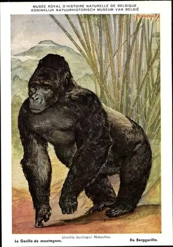 Künstler Ak Gorilla beringei, Berggorilla, Musée Royal d'Histoire Naturelle de Belgique
