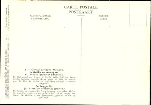 Künstler Ak Gorilla beringei, Berggorilla, Musée Royal d'Histoire Naturelle de Belgique