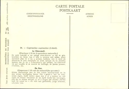 Künstler Ak Capreolus capreolus, Reh, Rehbock, Musée Royal d'Histoire Naturelle de Belgique