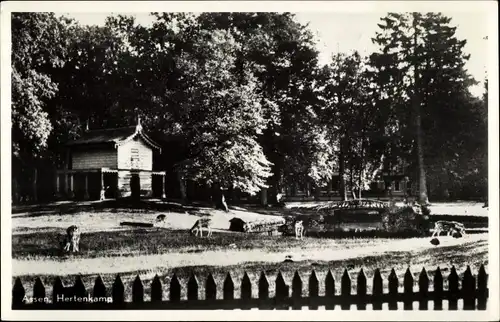 Ak Assen Drenthe Niederlande, Hertenkamp