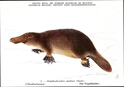 Ak Ornithorhynchus anatinus, Schnabeltier, Institut Royal des Sciences Naturelles de Belgique